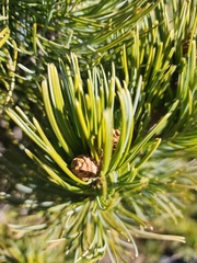 Pinus cembroides