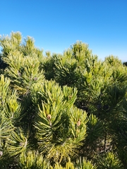 Pinus cembroides