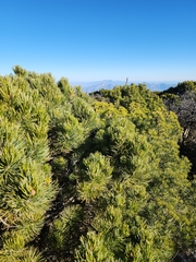 Pinus cembroides