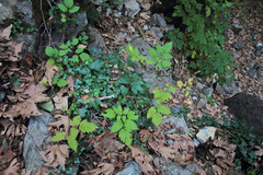 Ampelopsis orientalis