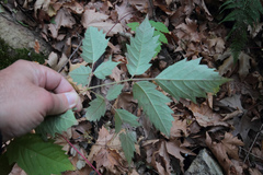 Ampelopsis orientalis