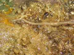 Baseodiscus delineatus