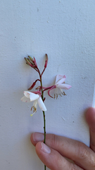 Oenothera lindheimeri