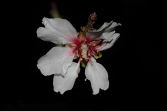 Prunus amygdalus