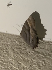 Taygetis inconspicua