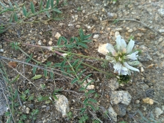 Astragalus inopinatus
