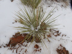 Yucca angustissima