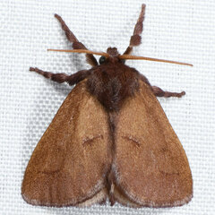 Monoleuca occidentalis