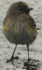 Setophaga coronata