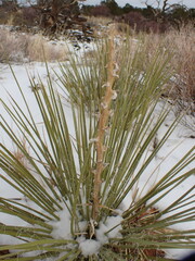 Yucca angustissima