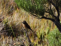 Ochthoeca fumicolor