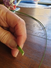 Xanthorrhoea concava