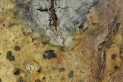 Trypethelium eluteriae