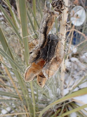 Yucca angustissima