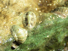 Ischnochiton striolatus