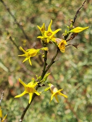 Anthocercis ilicifolia