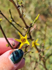 Anthocercis ilicifolia