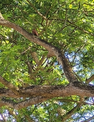 Micropternus brachyurus