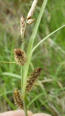 Carex flacca