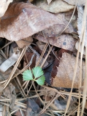 Potentilla canadensis