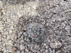 Mammillaria tetrancistra