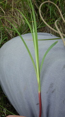 Carex flacca