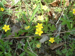 Potentilla simplex