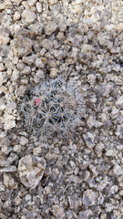 Mammillaria tetrancistra