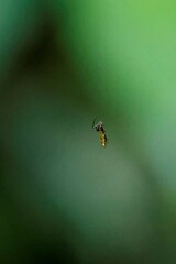 Micrathena