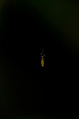 Micrathena