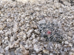 Mammillaria tetrancistra