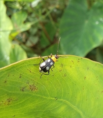 Diabroticina