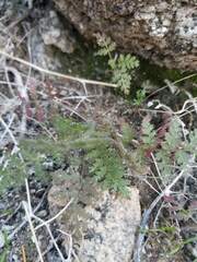 Phacelia distans