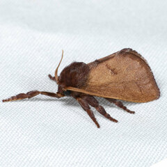 Monoleuca occidentalis