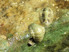 Ischnochiton striolatus