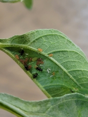 Aphis nerii