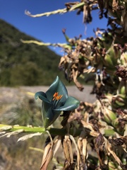 Puya alpestris