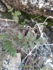 Phacelia distans