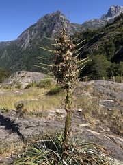 Puya alpestris