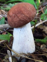 Boletus separans