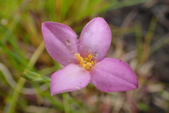 Lachnaea uniflora