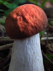 Boletus separans