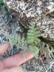 Phacelia distans