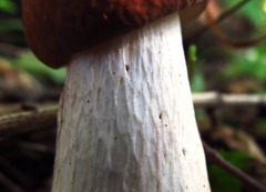 Boletus separans