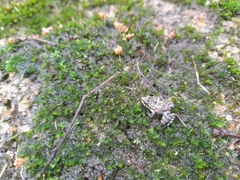 Thoropa miliaris