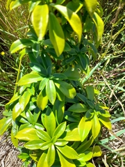 Daphne laureola