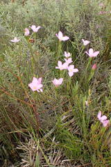 Lachnaea uniflora
