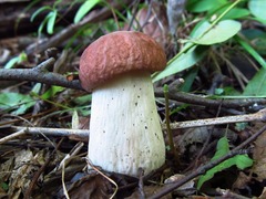 Boletus separans