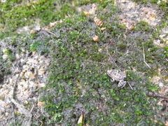 Thoropa miliaris
