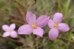Lachnaea uniflora